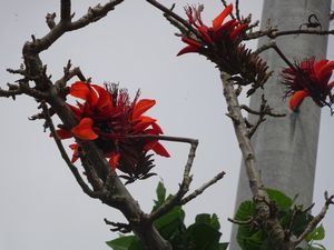 oshirom1's tweet photo. 那覇市の久茂地川沿いに生えているでいごの木、深紅の花が咲いておりました♪　青い空と深紅の梯梧の花は、きれいです。でもでいごの花があちこちで咲いているってことは、今年は台風の当たり年かな？ https://t.co/JbZ37bsCeb