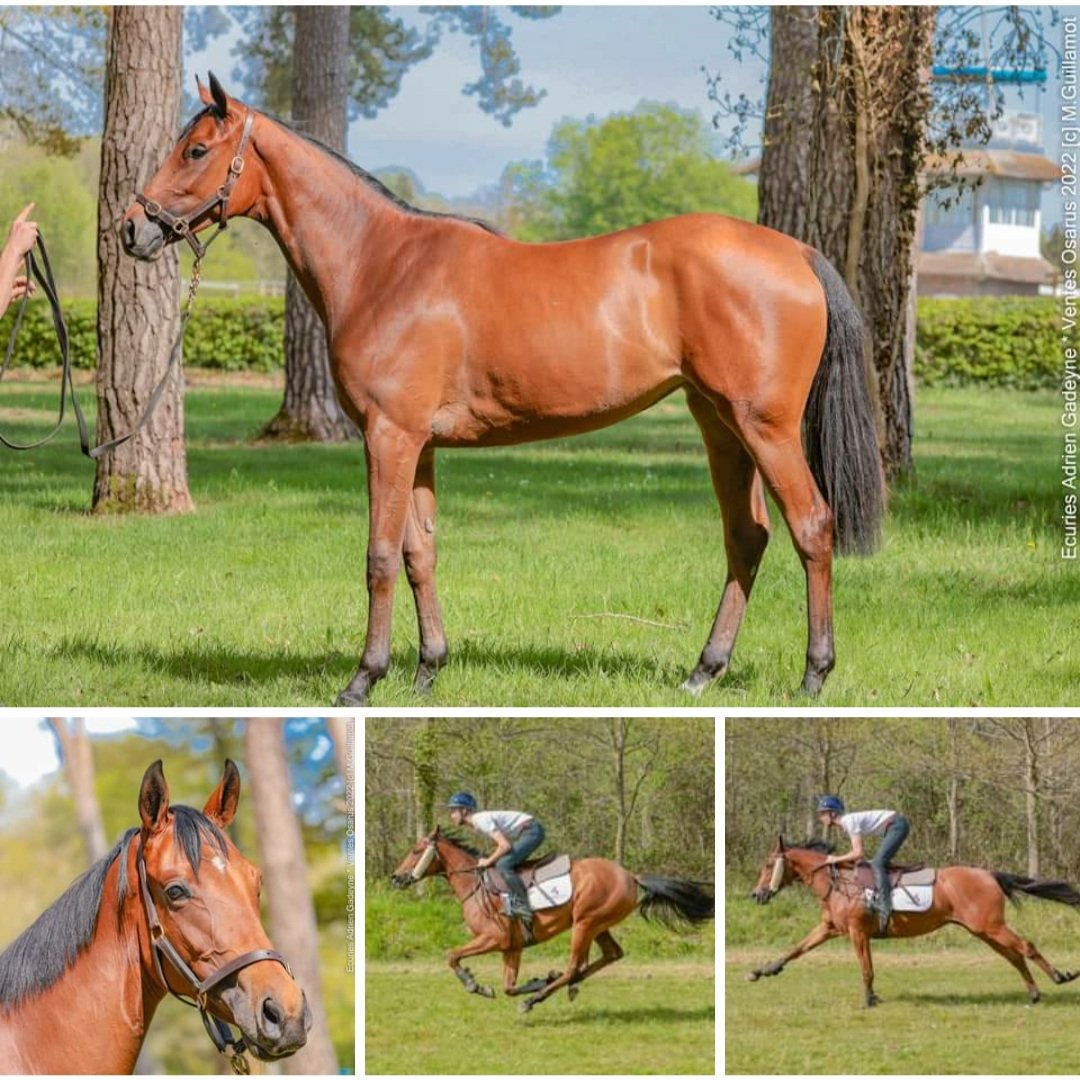 <a href="/OsarusSales/">OSARUS</a> 2 &amp; 3 mai 2022

Lot 34 - Kossip Girl Grey 
[x Olympic Glory]
Elevage Michael Douguet - Haras de Bouquetot

Présentée et entraînée par :
Adrien Gadeyne #Racing.

📷 : M.Guillamot