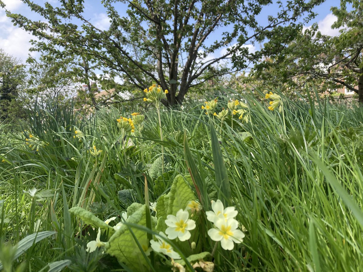 Meadow flowers, #GreenwichPark #DwarfOrchard ⁦@theroyalparks⁩ ⁦@FriendsGPk⁩ ⁦@TRPGuild7⁩ ⁦⁦@Queens_Orchard⁩ #Queen’sOrchard