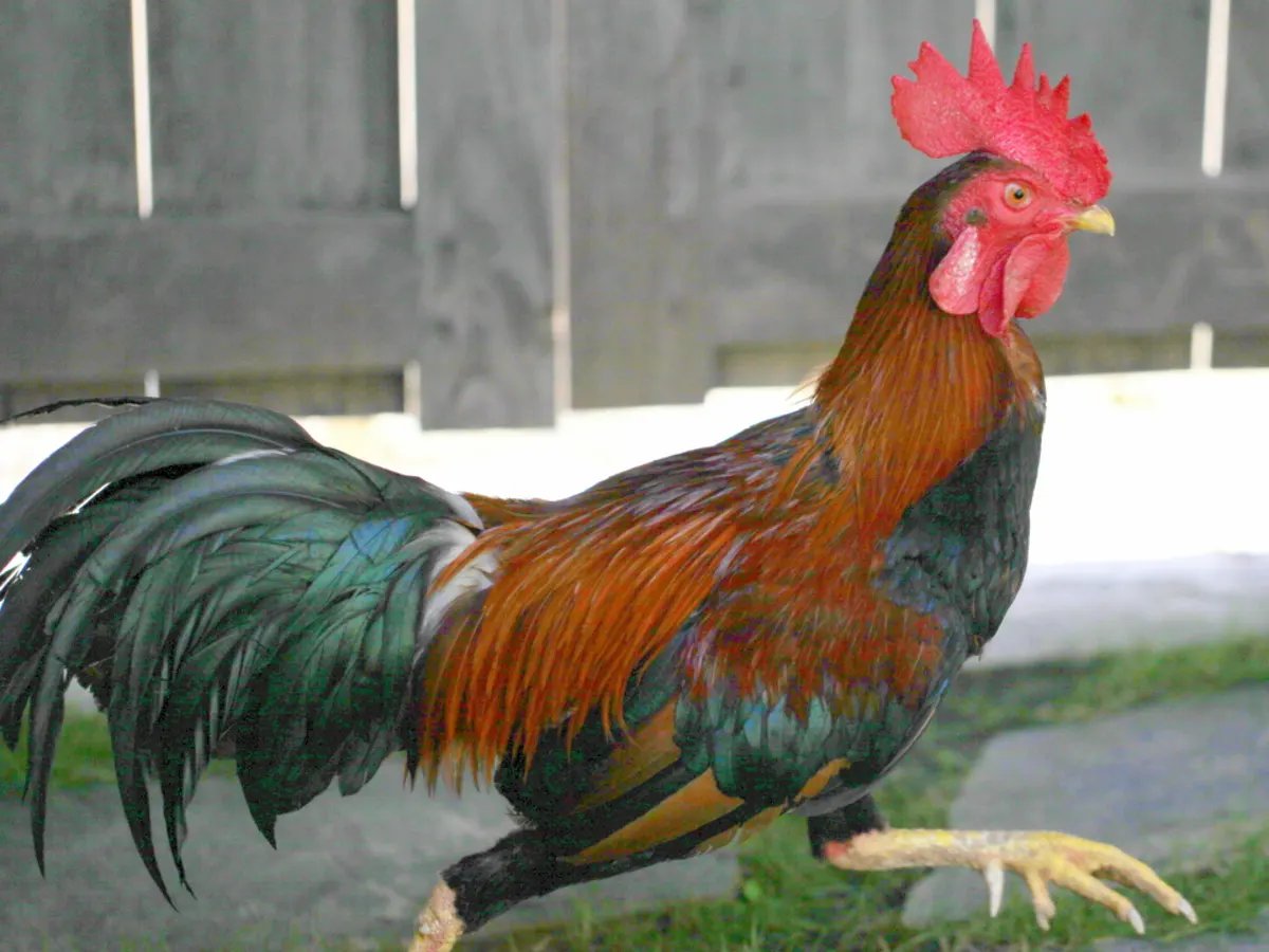 Azjackson's tweet photo. I've never read poetry at an event where the livestock outnumbered the audience. The cockerel and hens clucked in appreciation of @morag_caimbeul during the reading at @PoetryPath, and bemusement at my contribution. A great shame Jon Plunkett remained indisposed - get well soon! https://t.co/Cu532EPJ0C
