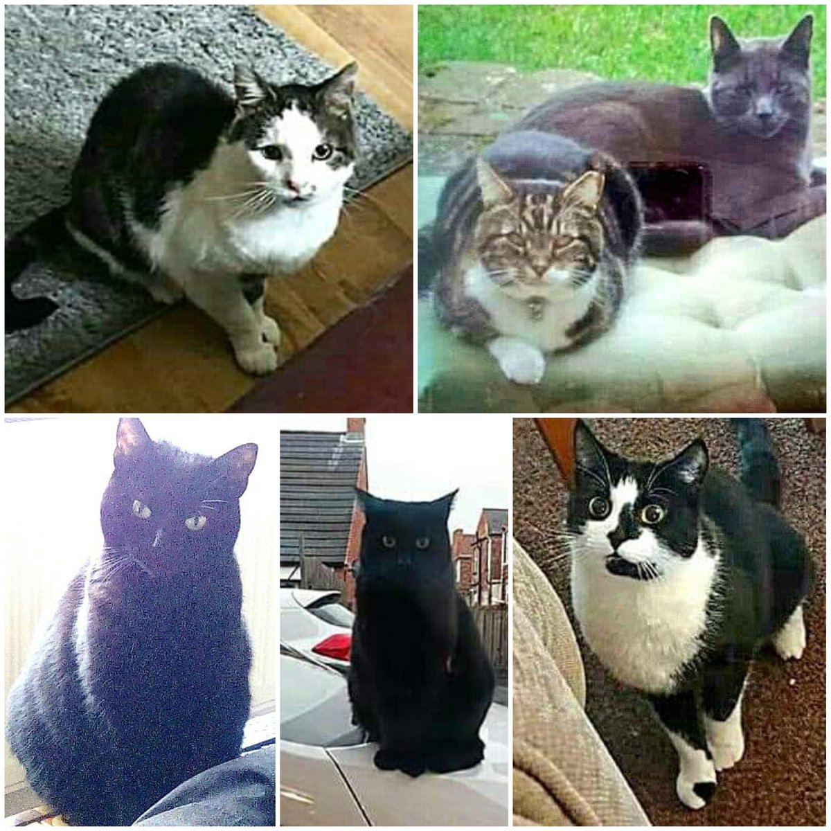 ZuccoIsMissing's tweet photo. @MissingPetsGB Raising awareness of #cattheft & the devastation it leaves behind
#lostcatsofnotts
#FindZucco
#FindLeo
#FindJunior
#FindRoger
#FindMolly
#WhoShotKitty
#NG17
#Notts
#Nottinghamshire https://t.co/S9oak4hcgU