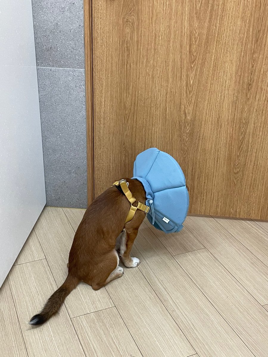 yjking97's tweet photo. 불쌍해 보이는 그의 뒷태,,, 무언가 사라졌음을 직감한 것일까,,, https://t.co/ai44mEpVSd