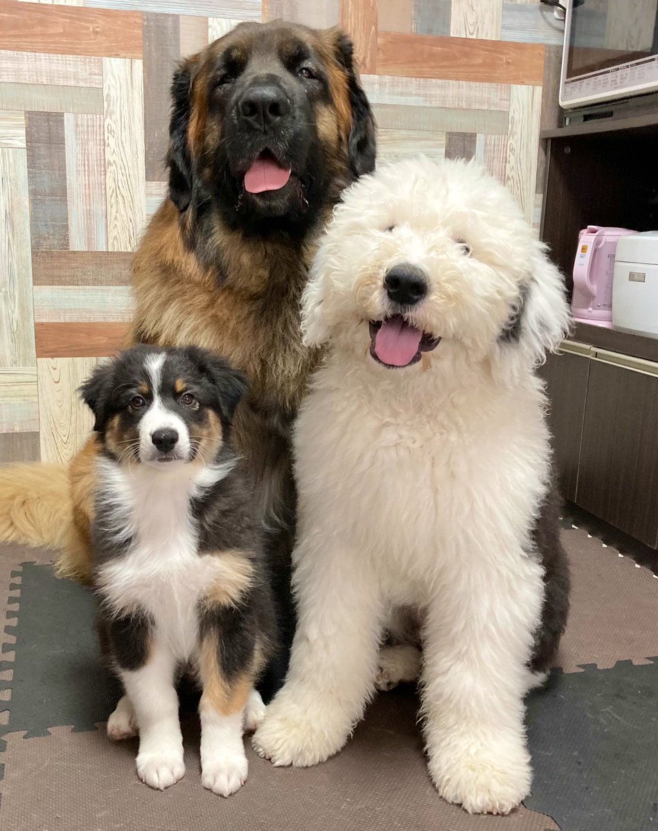 Leonberger__R's tweet photo. 🐼「やったー！おいらにも弟ができたぜ！✨」
🐻「ぼく、アスターといいます！よろしくお願いします！」
そんな訳で3兄弟になりました🤗🎶 https://t.co/ToLTJ8RRA1