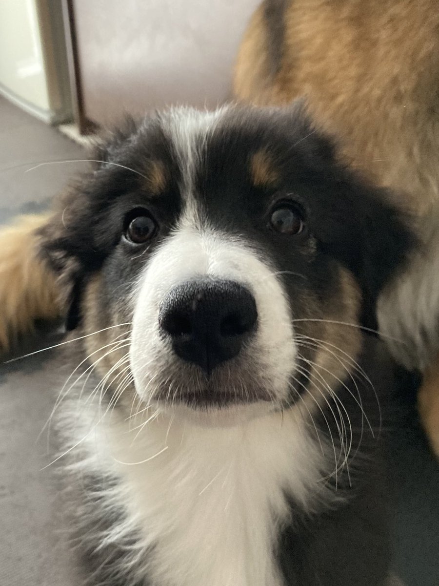 Leonberger__R's tweet photo. 🐼「やったー！おいらにも弟ができたぜ！✨」
🐻「ぼく、アスターといいます！よろしくお願いします！」
そんな訳で3兄弟になりました🤗🎶 https://t.co/ToLTJ8RRA1