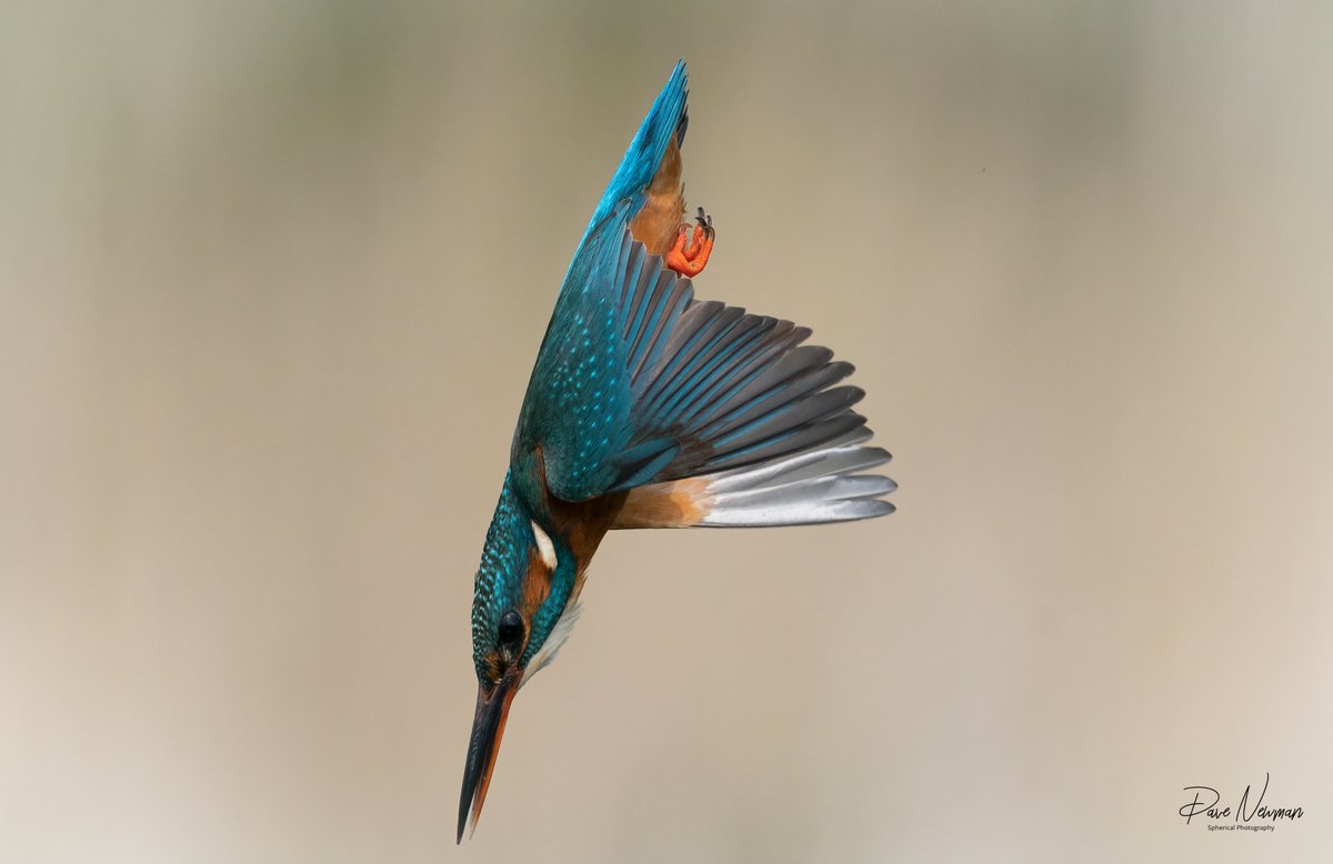 Good afternoon #TwitterNatureCommunity im just diving into more editing from the #kingfishers while banging out some tunes. Hope all is well #worldwide 
#birds #diving #weekend #SonyAlpha #nature #wildlife #lincolnshire