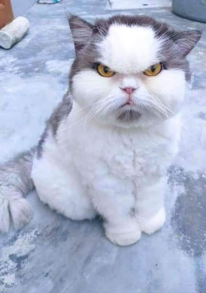 janninereid1's tweet photo. What would you name this guy? 🤣 https://t.co/GY6usQXpTm
