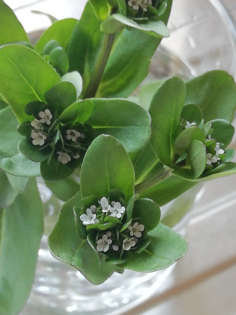 Can anyone to ID this weed please it comes out in my garden every year