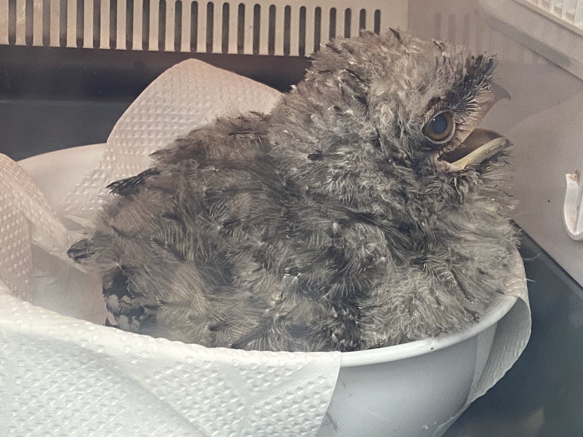 squeekzoid's tweet photo. Someone please teach this baby tawny frogmouth the correct way to apply mascara #spiderlashes https://t.co/PC7vpkGHAr