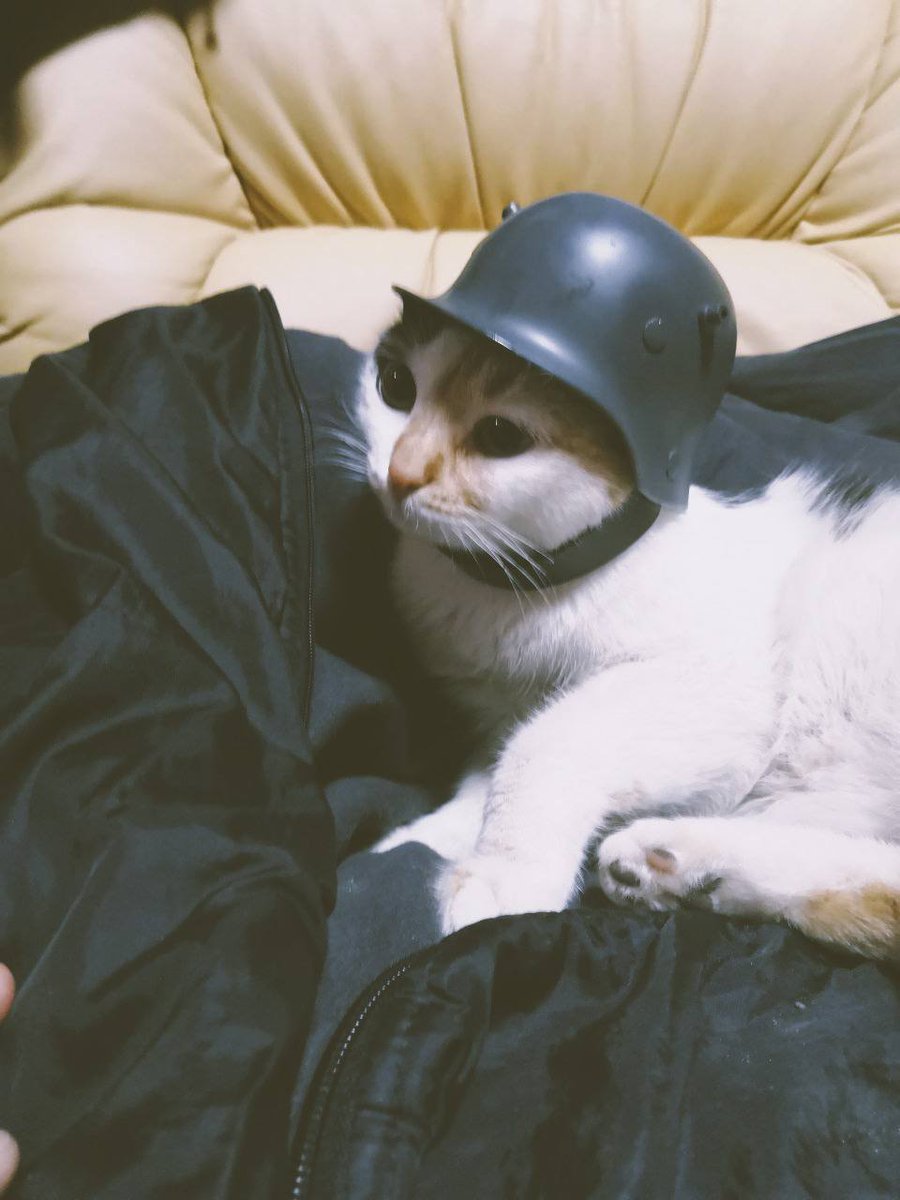 besstrasnij1's tweet photo. #Ukraine #WarInUkraine #UkraineWar
#CatSoldier #CatArmy #CuteCat
I want to tell you about the secret soldiers of #Ukrainian #army
Look,I find a photo one of them๐
But, don't tell anyone ๐คซ!!!
Ok?๐๐ฑ๐บ๐ฆ
This cat tells U that we need more weapon
#ArmUkraineNow
#StandWithUkraine https://t.co/mI7K4da9E5