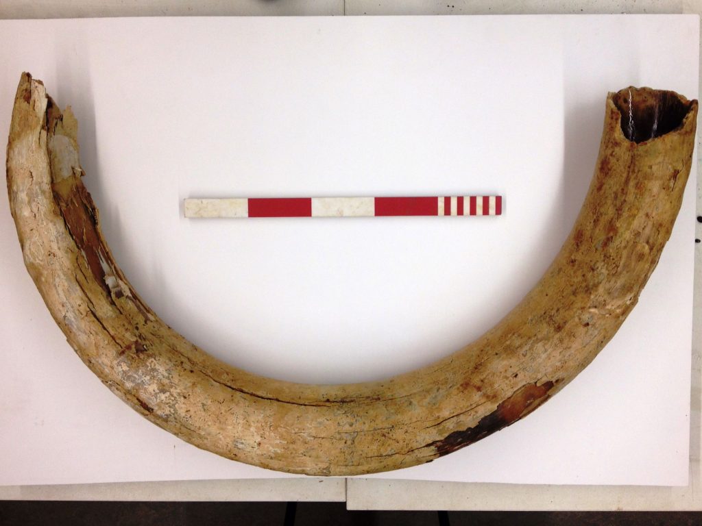 ExploreThePast's tweet photo. We've a display in our cabinets on Level 2 all about the archaeology of the Severn and what has been discovered along the river. This coincides with the @SevernUnlocked exhibition in @TheHiveWorcs.
https://t.co/6oiHZDyhVx https://t.co/qdHH0UimHq