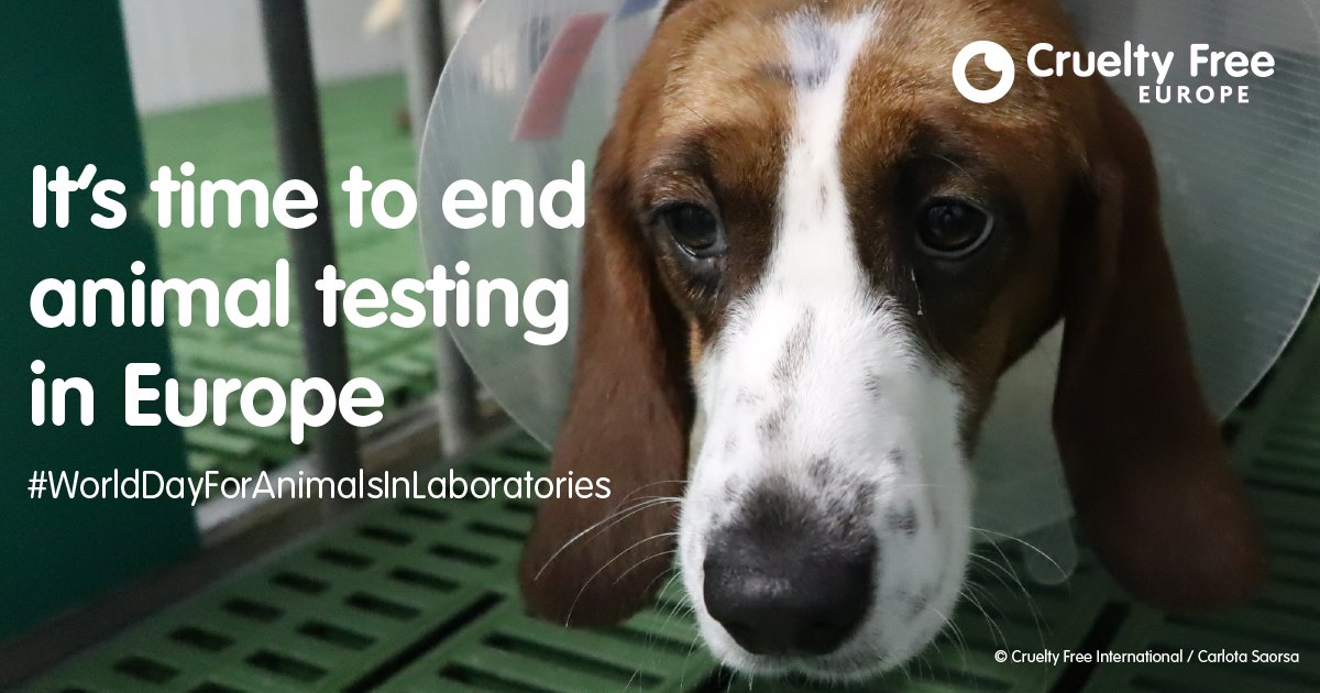 ❌👨‍🔬🐒🐖 Vandaag 24 april is het Wereldproefdierendag 👉 In Europa lijden miljoenen dieren onder tests en experimenten. IJver mee voor een proefdiervrij Europa en teken hier ✍️ savecrueltyfree.eu
#WorldDayforAnimalsinLaboratories