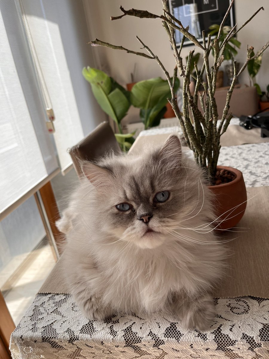 Kaktuvs dustumla hasbıvhal