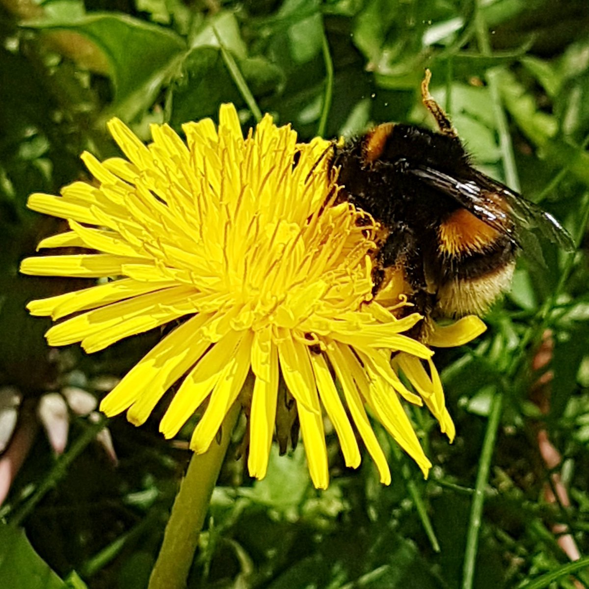 #InternationalDayoftheDandelion much to my neighbours annoyance, the garden is full of dandelions and it's so worth it! The #bees are loving it🐝