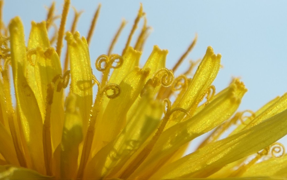 DandelionAppre1's tweet photo. Please share your images of #dandelion  flowers, leaves and clocks for #InternationalDayoftheDandelion and also as part of this week's #wildflowerhour #ThePhotoHour #Macro https://t.co/MCqdmeg1Pp