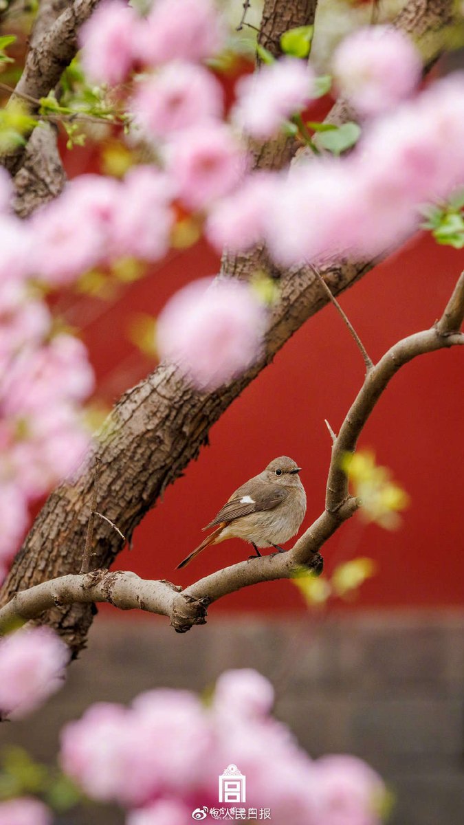 Beautiful China tweet media