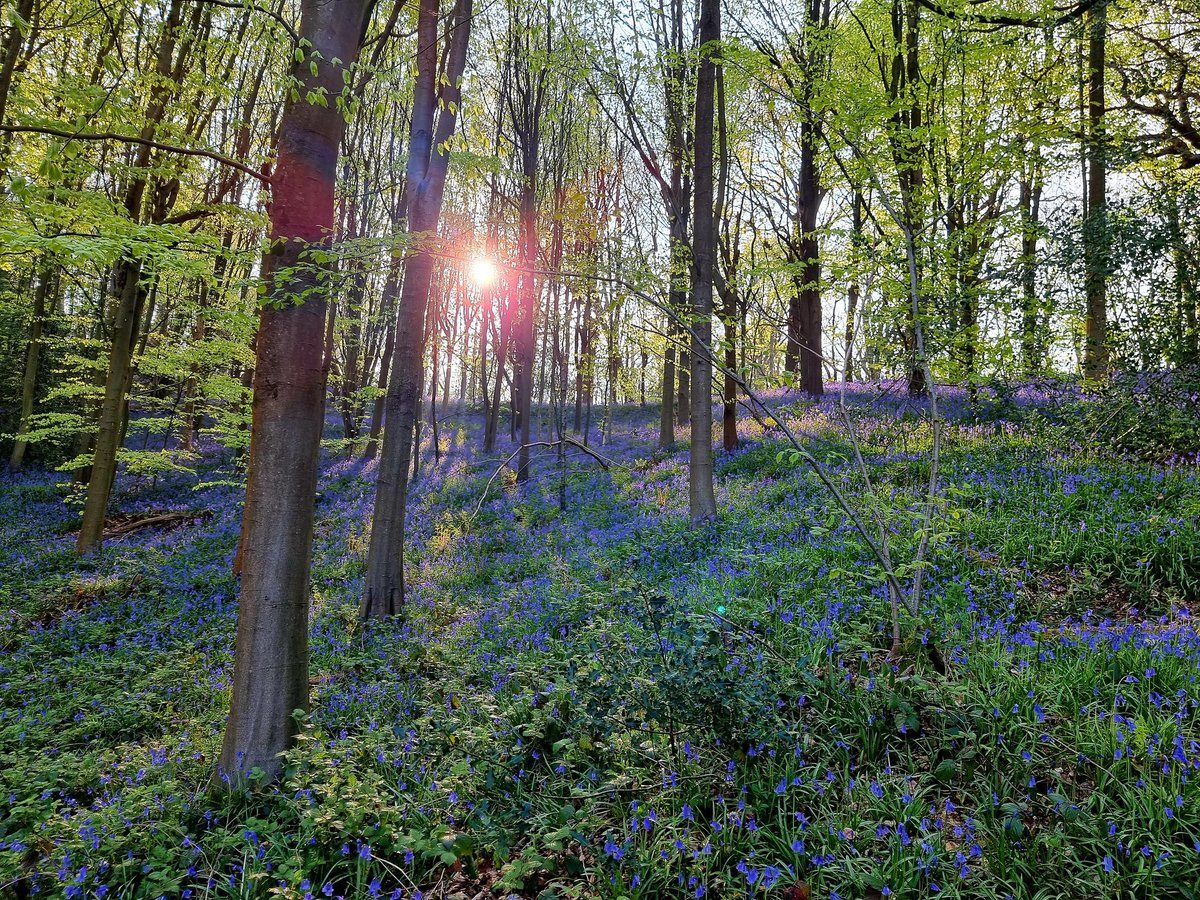 Happy Sunday everyone! 💙

#Bluebells #BluebellSeason #AncientWoodland #Spring #Sunrise