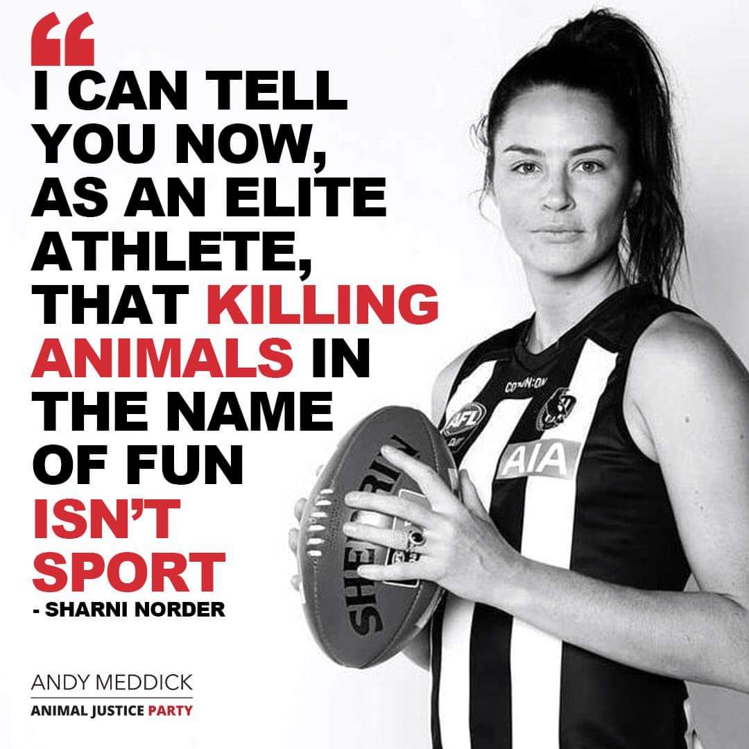 GeelongDuckRescue tweet media