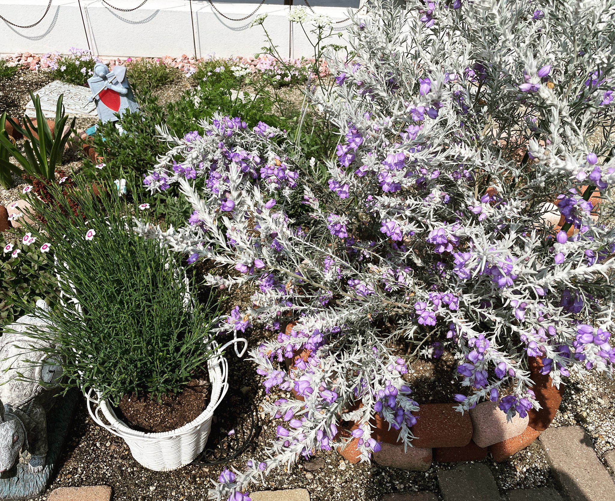 アンブログ 虫の苦手なアンの庭 ニベアさん 花がもりもりに咲いて日に日に茂っています ただ 花がらがかなり落ちます 毎日せっせこ拾っております ガーデニング エレモフィラニベア T Co 3kwygeny7a Twitter