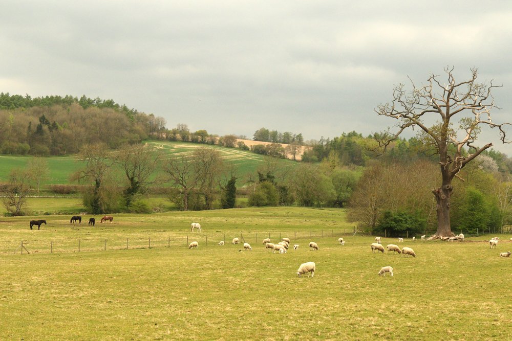 Amershammuseum's tweet photo. Spring view of the beautiful #Misbourne Valley. Nice weather for walking in the #chilterns #visitchilterns #photosofchilterns #spring #freshair https://t.co/oFP8MZaTTp