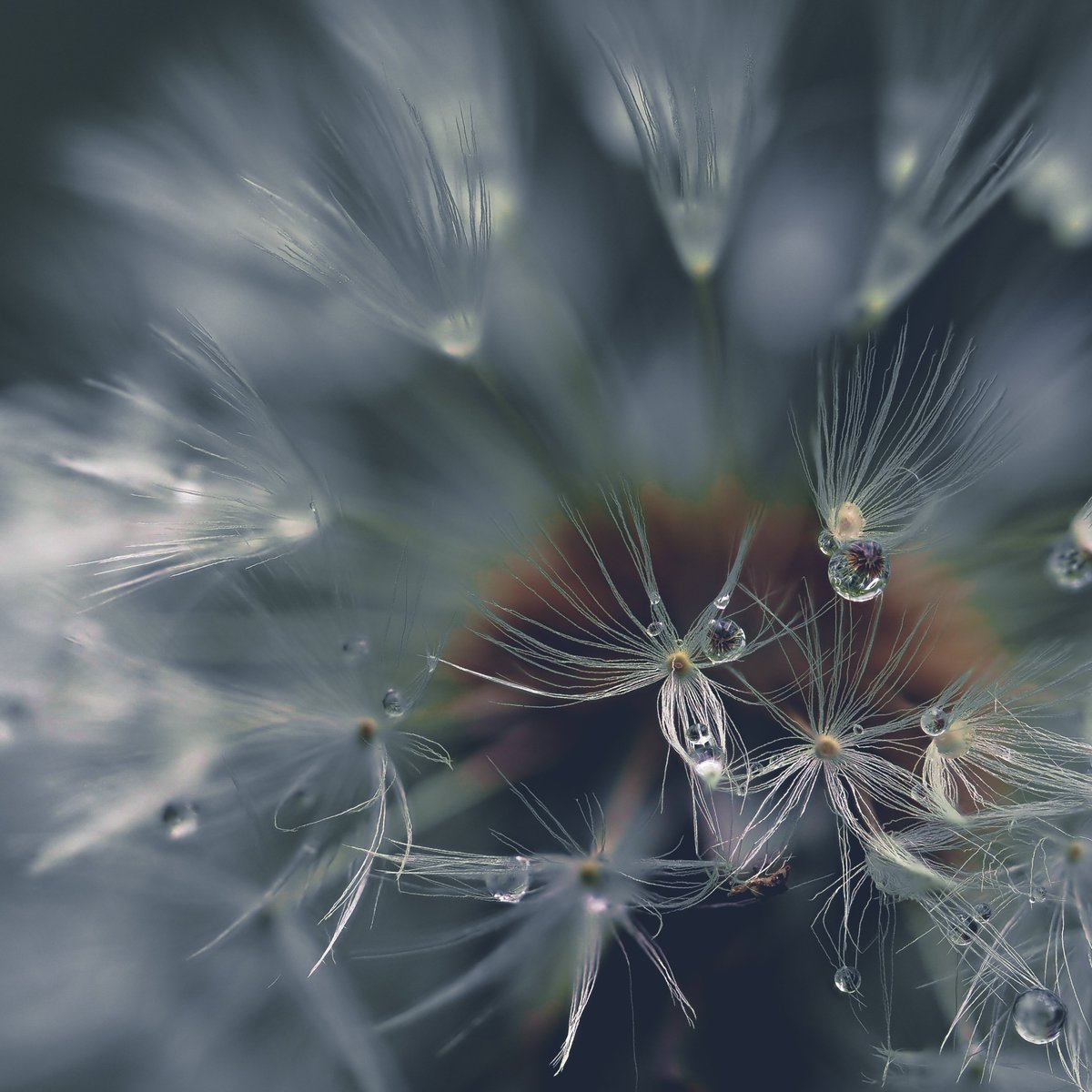 #InternationalDayoftheDandelion supporting photographers around the world 😉🙃