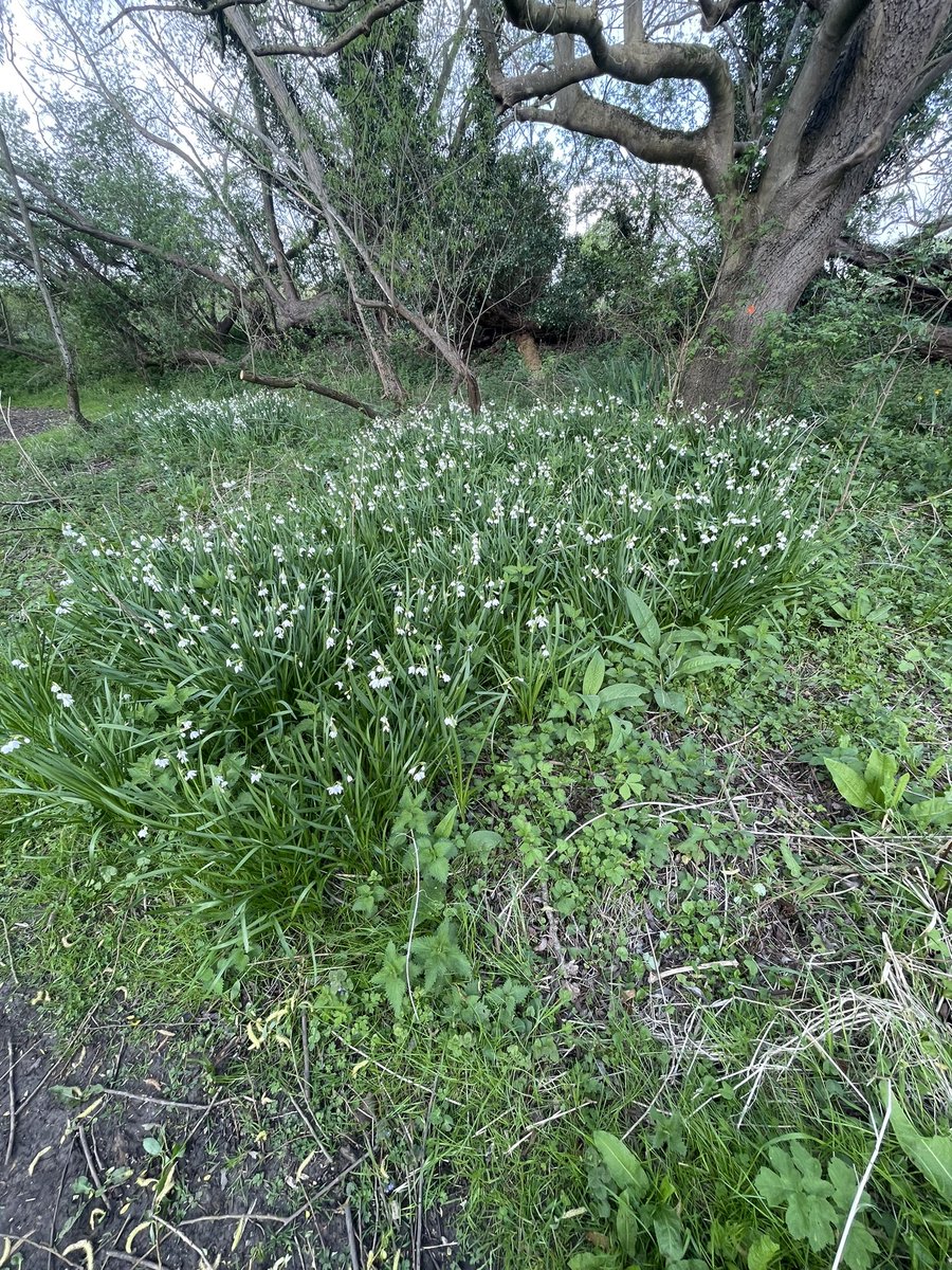 theMSguide.com 🧠 tweet media