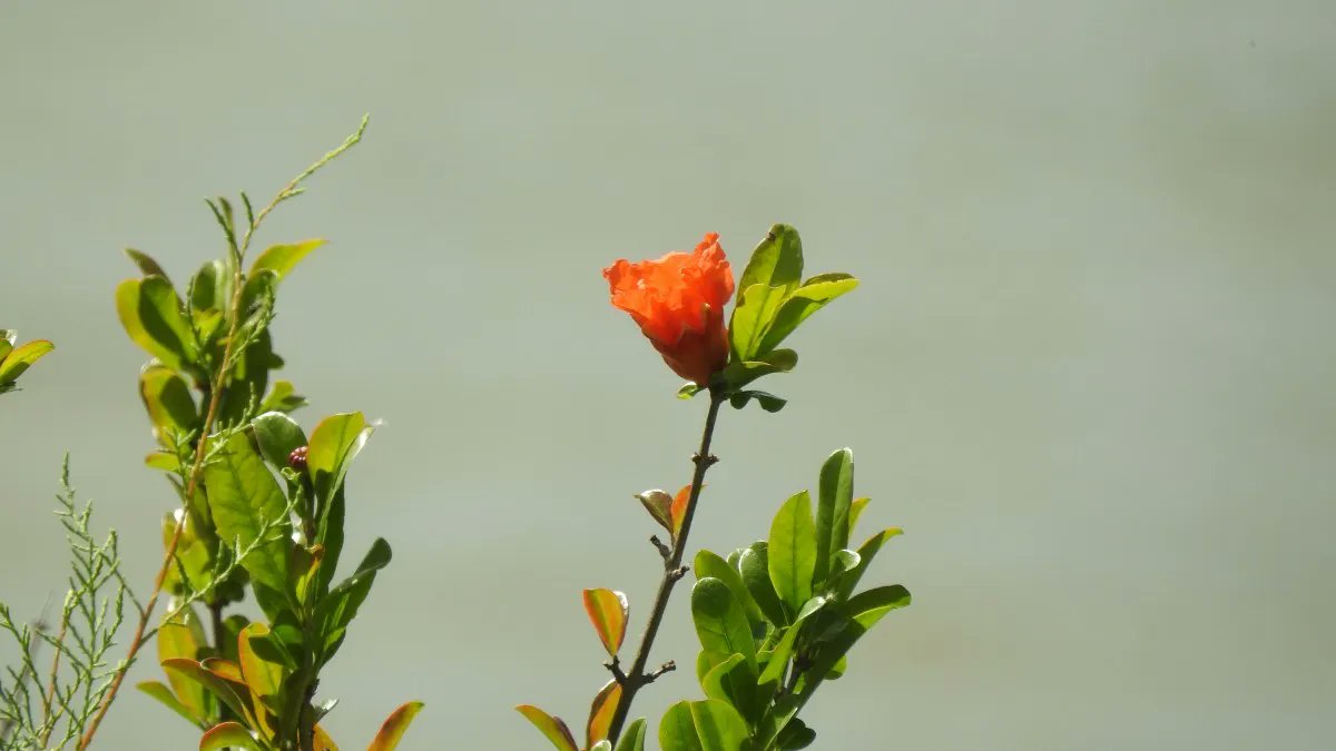 It wasn’t just nightingales in the pomegranate trees on the return to Foz de Odeleite we were also accompanied by Bee-eaters, a Stonechat and Spotted Flycatcher. buff.ly/2poMiJY

#Birding #BirdWatching #Nature #Hiking