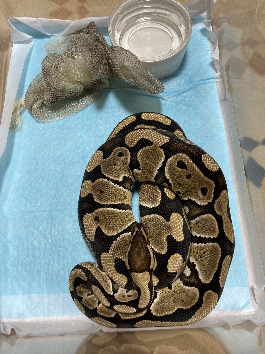 morokosiS9K's tweet image. 鼻先に皮が残ってたから手で取ってしまった。人間嫌いポイントが貯まってしまった。
#fireballpython
#hetvpiaxanthic
#hetclown
#ballpython
#ボールパイソン