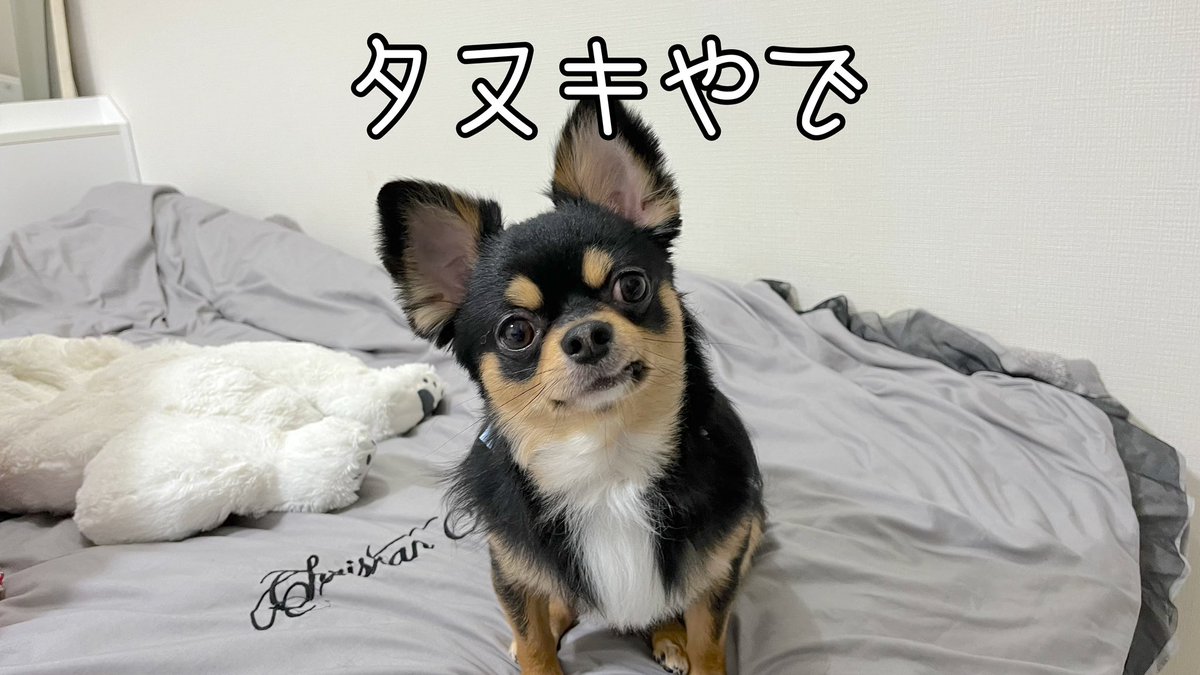 maromaro_11_7's tweet photo. トリミング行ったら
タヌキになりました…🐶

https://t.co/gkj7KR2CrQ

#チワワ #犬好きさんと繋がりたい https://t.co/Y1RO0ClSam