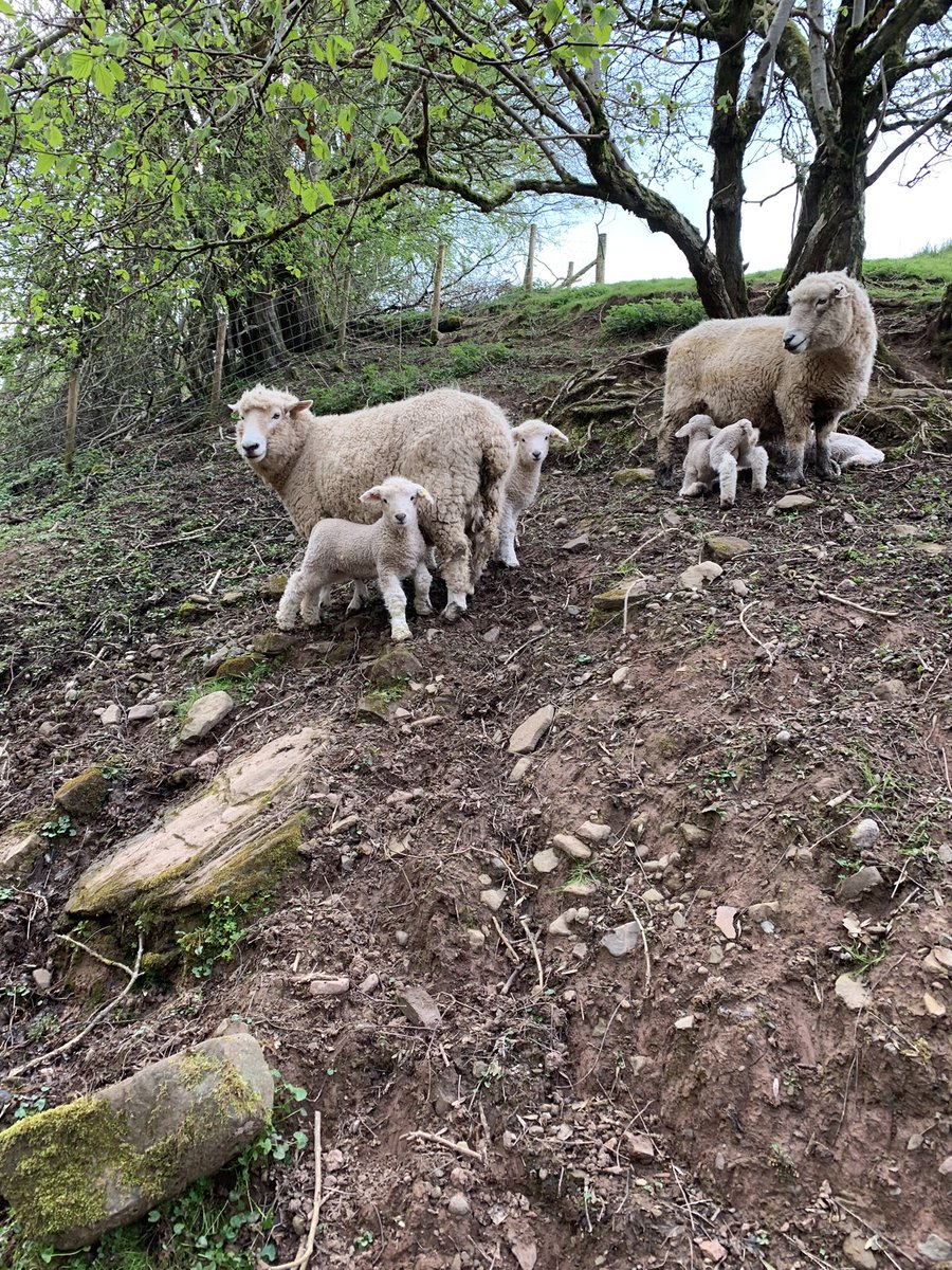 WillSawday's tweet photo. Got my eye on this little fella. Sired by a home bred ram lamb with superb worm resistance and some decent stats on his mother’s side. Tagging’s taking a while when I keep stopping to look at pedigree and figures. 🤦‍♀️ https://t.co/ldJTuXHOQr