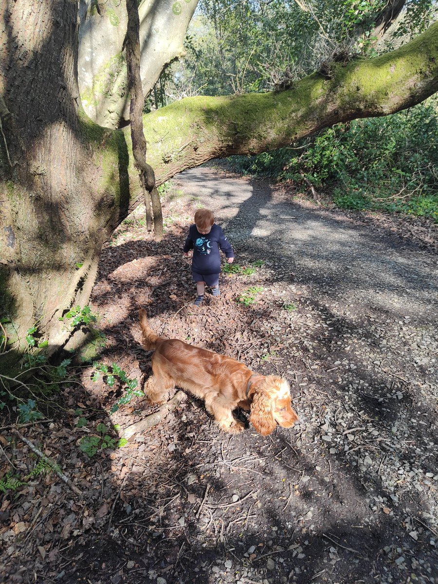 brianward85's tweet photo. Beautiful morning in #Prehen Woods with the two gingers https://t.co/0QNTI6h5NV