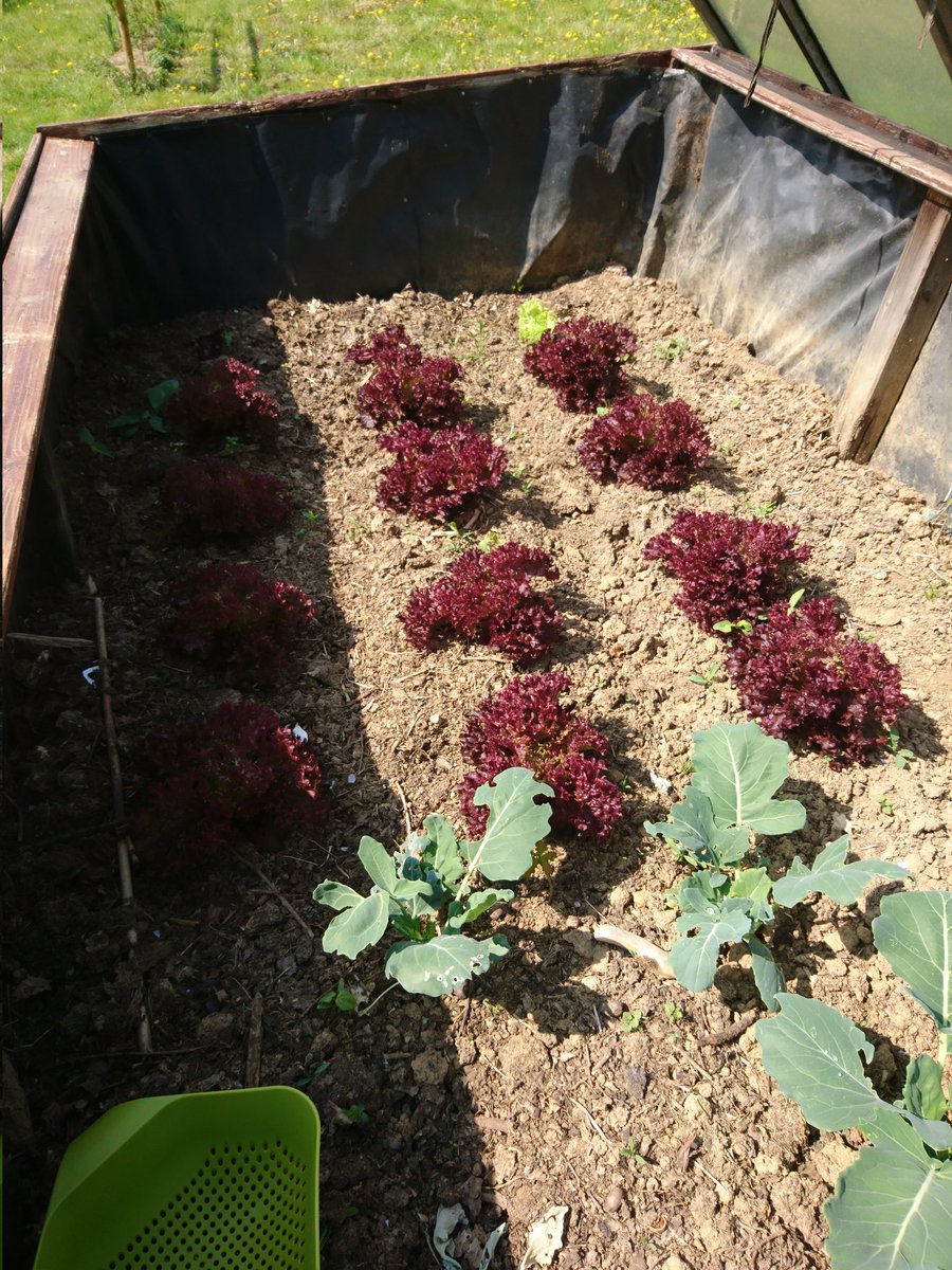 Hochbeetupdate: Saisonstart an der Salatbar 🥗🥗