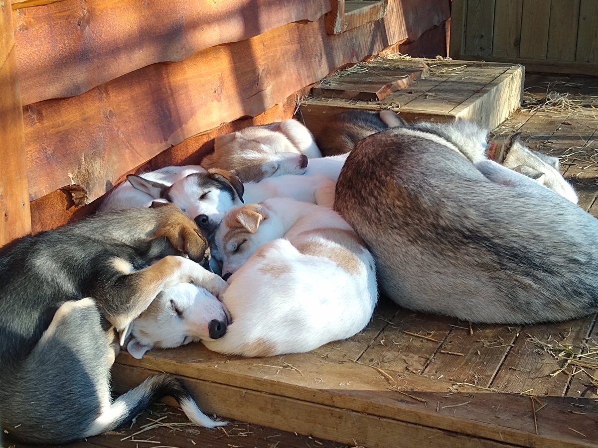 coachchriso's tweet photo. The next generation of sledding huskies (and their mum), working hard on their recovery... https://t.co/INPeLiWft5