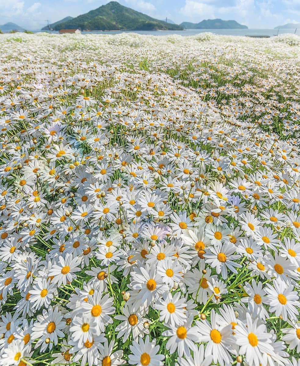 Selin (@bitkinbiriisi) on Twitter photo 