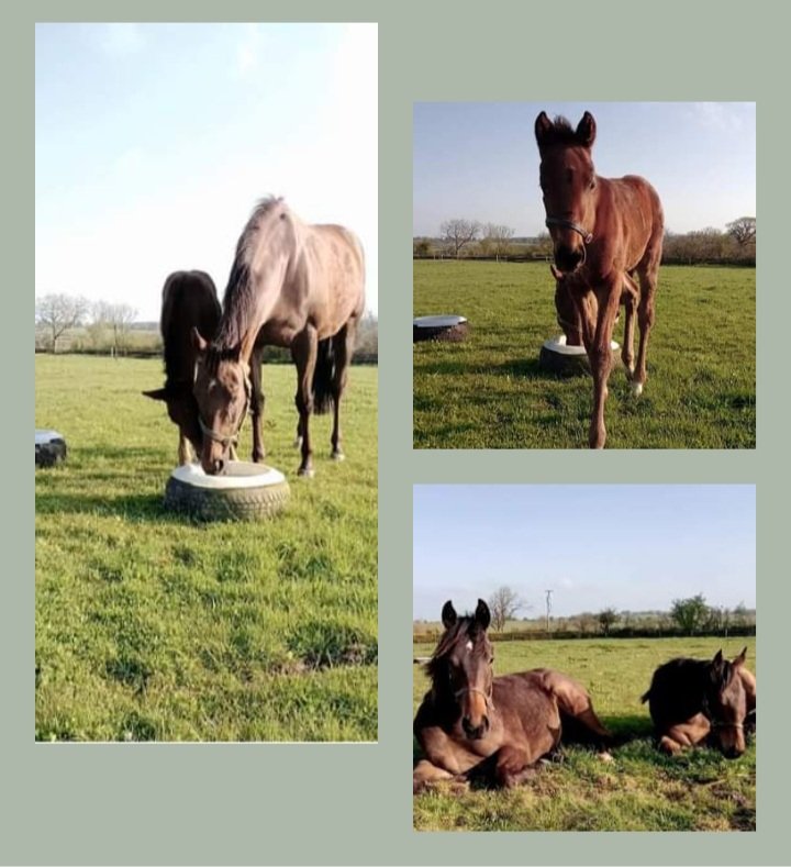 Sunday mornings....better weather 🌞....horses loving living out 🙌 #thoroughbreds #breeding #pinhooking #racehorsesofthefuture #Calyx #NationalDefense #Footstepsinthesand 🐎🐎