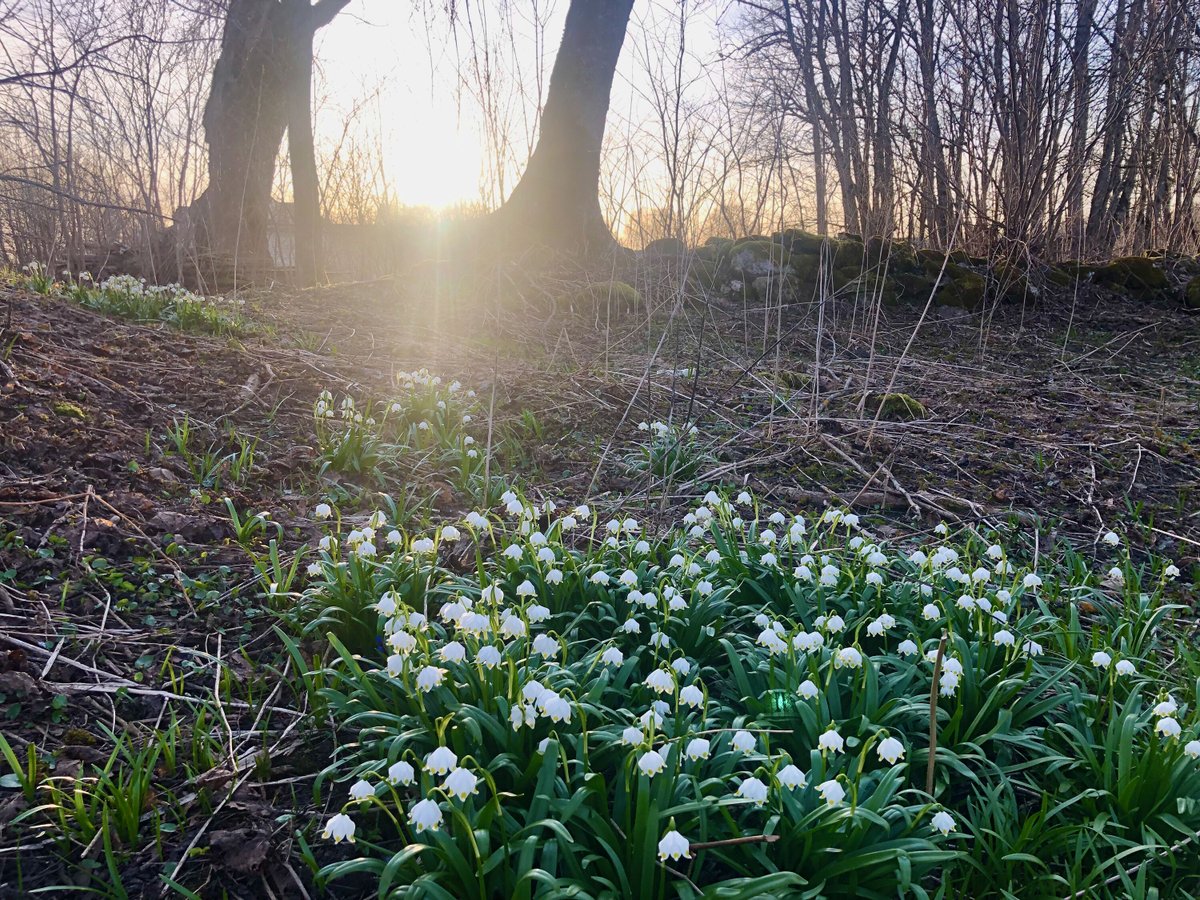 wechmuth's tweet photo. The park is starting to wake back up after its winter rest.

#nature #wechmuth #manor #park #flowerpower #sunlight #naturelovers https://t.co/UuidOchWCL