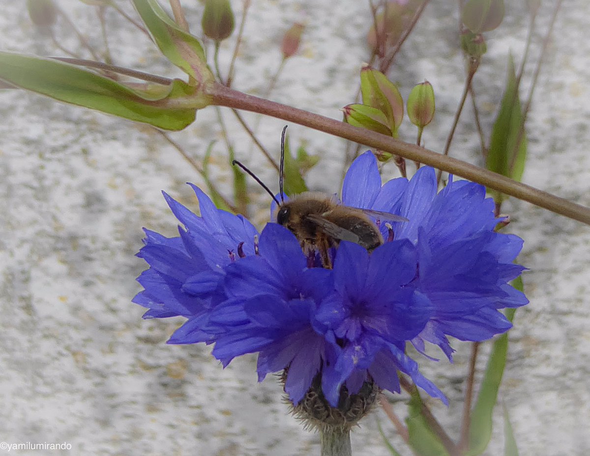 milenramas's tweet photo. alas buenos días. abeja, aciano, antenas
centaurea cyanus
#domingofeliz #kornblume #florazul https://t.co/d0NXiUESZf