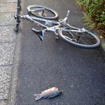 自転車で走っていると、上から魚。状況判断に苦しむ。