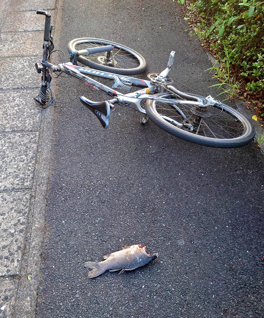 自転車で走っていると、上から魚。状況判断に苦しむ。