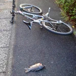 自転車で走っていると、上から魚。状況判断に苦しむ。