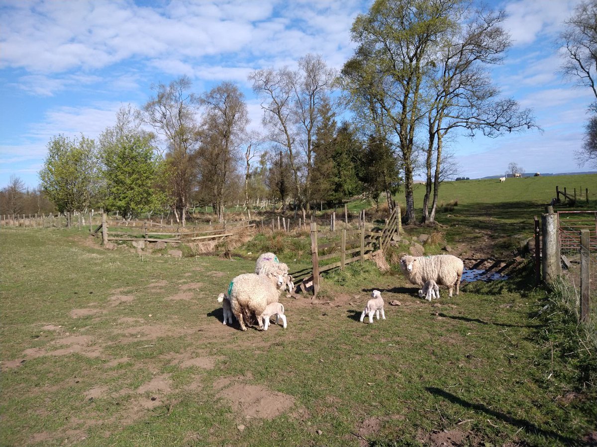 Some new borns enjoying the sun this morning. 

We run 700 Romney ewes and 385 ewe lambs at present. They are bred purely as a commercial flock with our meat going to <a href="/ScotbeefLtd/">Scotbeef Ltd</a> who supply <a href="/AldiUK/">Aldi Stores UK</a> and <a href="/marksandspencer/">M&S</a>. 

#LOFS22