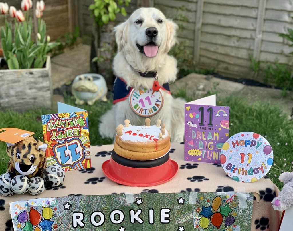 Hounds For Heroes on X: Today we are delighted to celebrate Hounds for  Heroes reservist dog Rookie's 11th Birthday. Over the past 11 years since  its foundation, Rookie has helped Hounds for