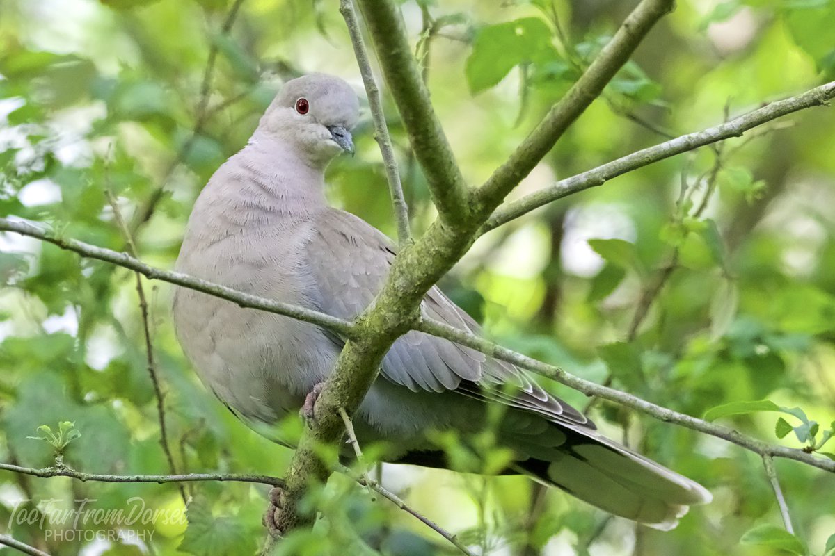 Neil_TFFD's tweet image. It’s not always about seeing what you’d like, it’s about liking what you see. Wood pigeon and Collared Dove. @WildLondon #londonbirds #BirdsSeenIn2022
