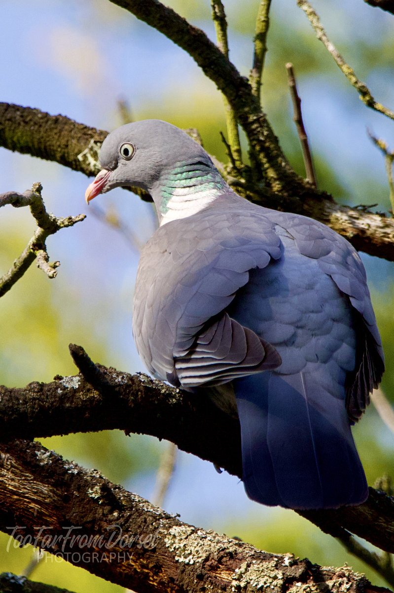 Neil_TFFD's tweet image. It’s not always about seeing what you’d like, it’s about liking what you see. Wood pigeon and Collared Dove. @WildLondon #londonbirds #BirdsSeenIn2022