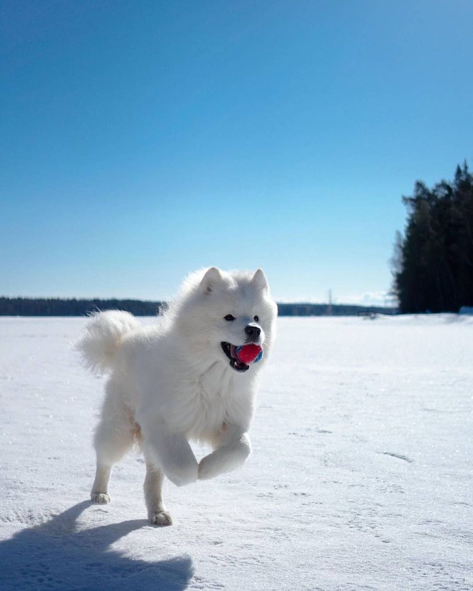 helloabunai's tweet photo. Hyvää #koiranpäivä https://t.co/Gc0ELY4ENN