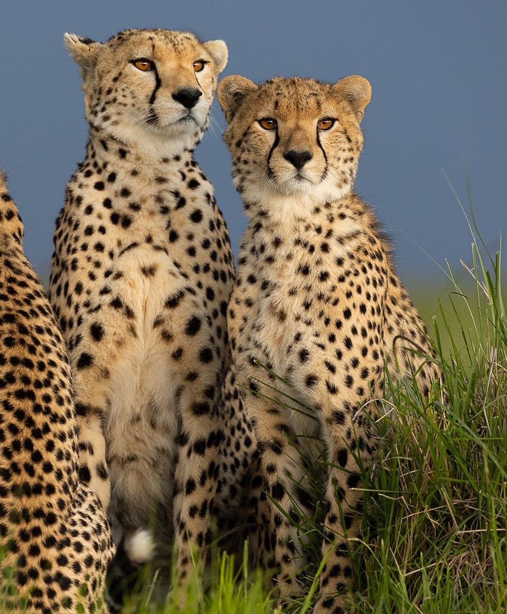 kenyapics's tweet image. Neema of the Masai Mara with her boy 🇰🇪 
@lauradyerphotos