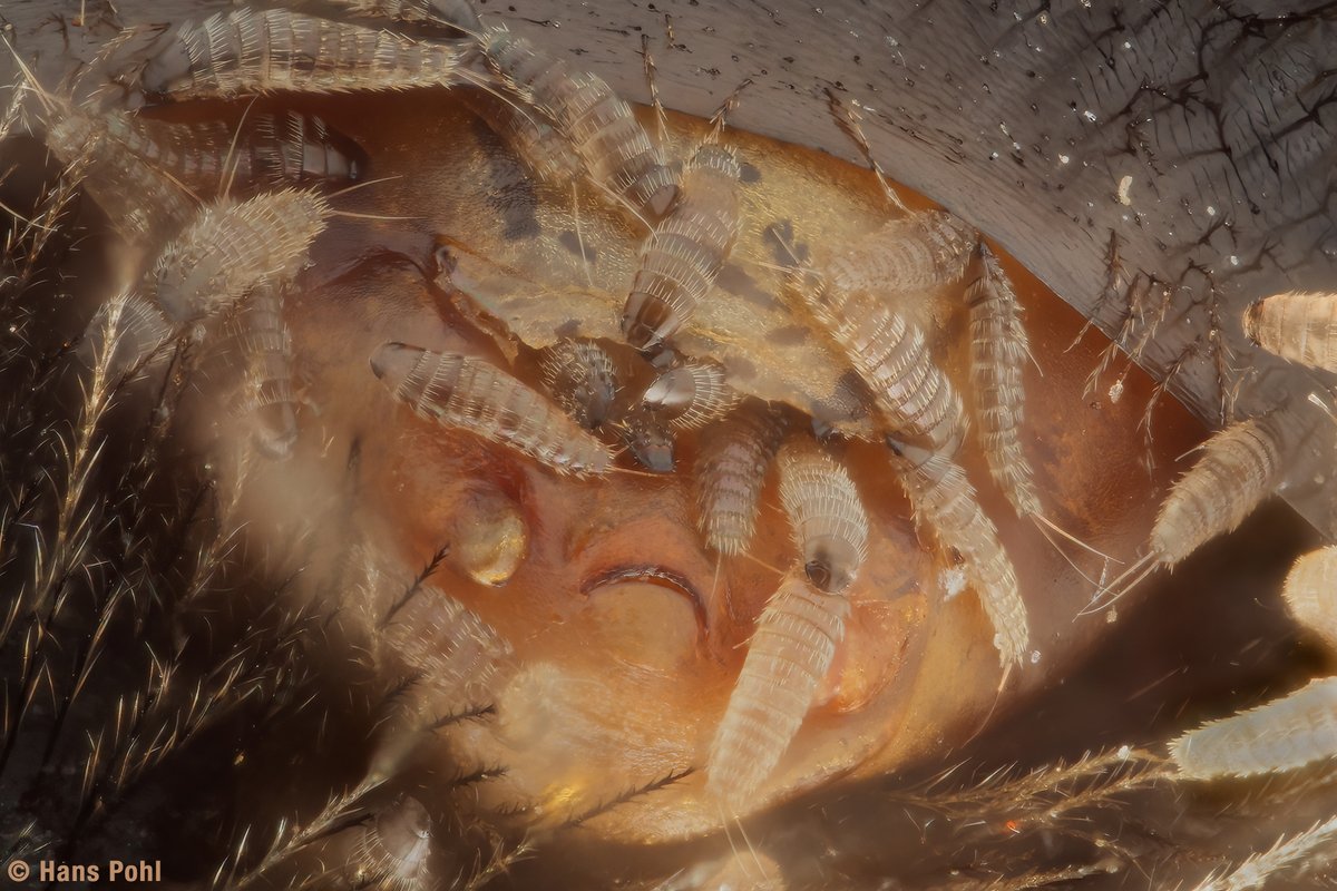 hans_pohl's tweet photo. A female of Stylops ovinae gives birth to thousands of primary larvae. The larvae are deposited on flowers and are carried by other host bees to the burrow where they infest their eggs or larvae.
#Strepsiptera #Stylops #Andrena
@DrRossPiper https://t.co/NIi0WPlaQQ