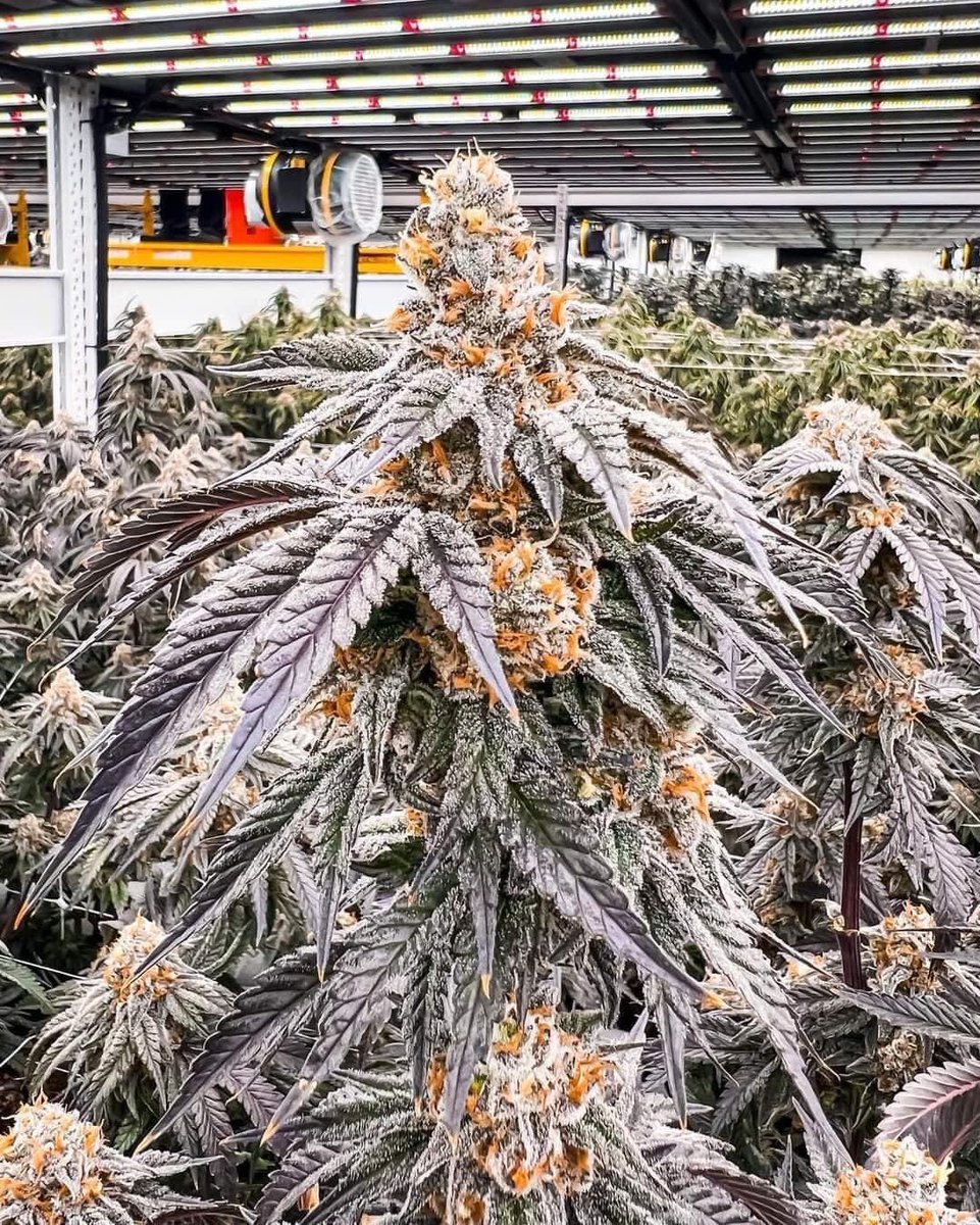 MBreedinger's tweet photo. Frosty... #Cannabis ♡ https://t.co/lZFPMVGPE9