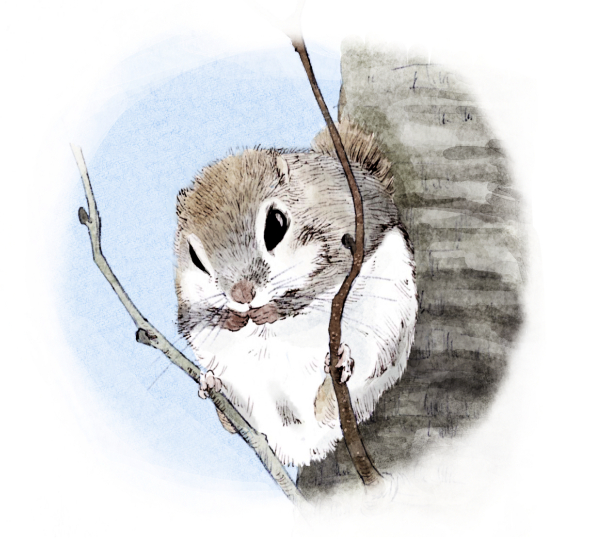 Siori Satou 今回のテーマは北海道の動物 ということで エゾモモンガの写真集の中の画像模写イラストです 水彩風 イラスト 本日のイラスト ペットイラストオーダー 北海道イラスト エゾモモンガ 北海道の動物 T Co 1jbjqcxxvc Twitter