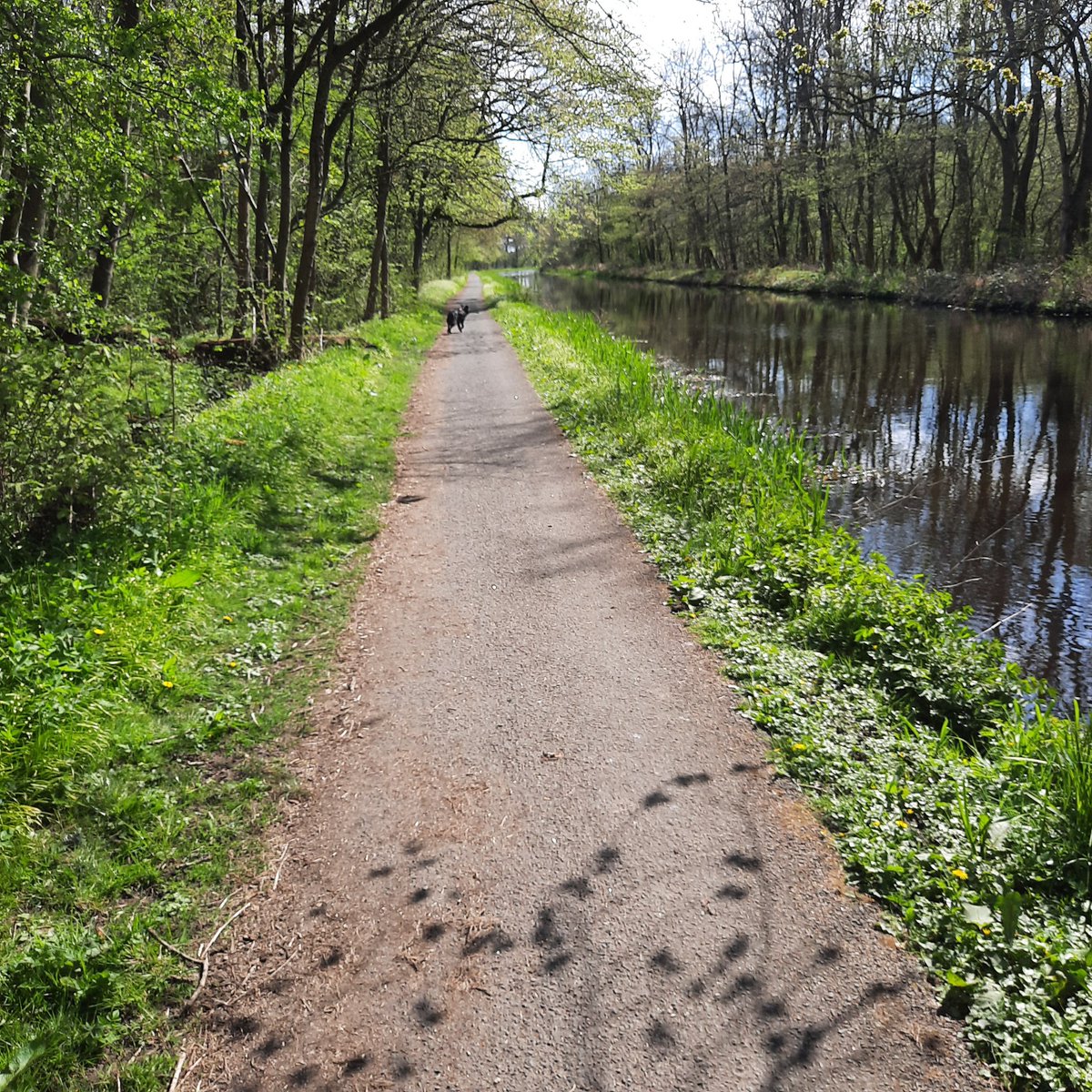 Sunny Sunday walks ❤ #walkies #Unioncanal #bonniescotland
