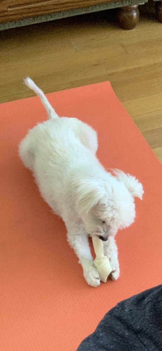 Ben the dog (@bentalking) on Twitter photo 